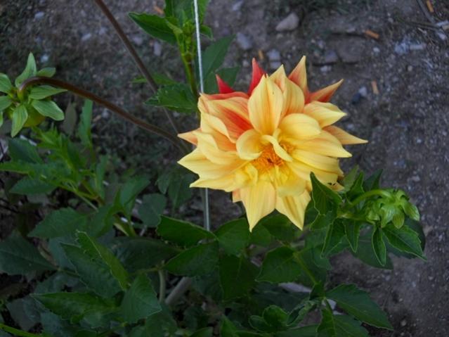 Name:  DSCN9292.jpg
Views: 499
Size:  42.5 KB