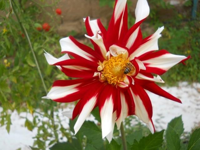 Name:  DSCN9413.jpg
Views: 497
Size:  42.7 KB