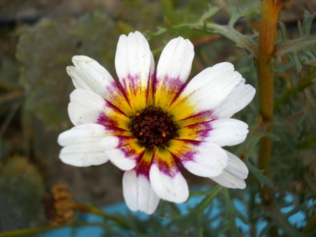 Name:  DSCN9333.jpg
Views: 486
Size:  34.2 KB