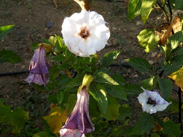 Name:  DSCN9330.jpg
Views: 486
Size:  51.8 KB