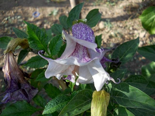 Name:  DSCN9420.jpg
Views: 457
Size:  47.9 KB