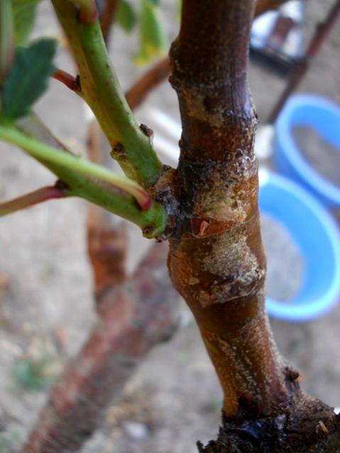 Name:  DSCN9382.jpg
Views: 465
Size:  35.5 KB