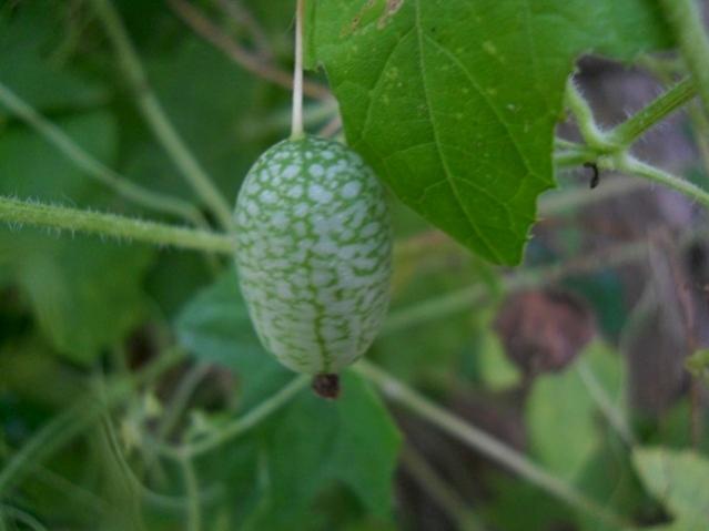 Name:  DSCN9392meksika salatal.jpg
Views: 379
Size:  27.1 KB