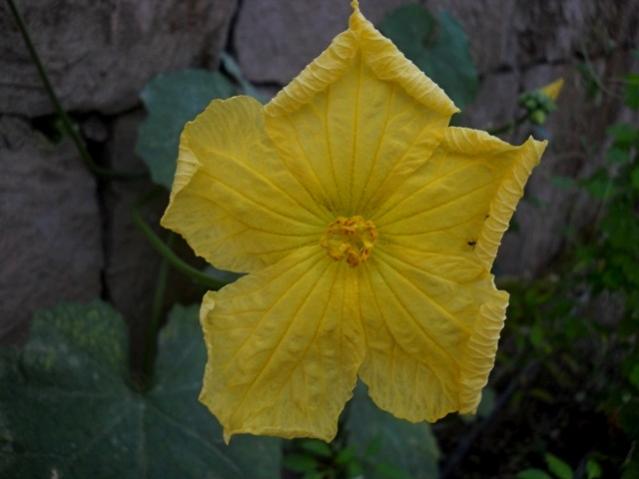 Name:  DSCN9393lif kaba.jpg
Views: 380
Size:  29.5 KB
