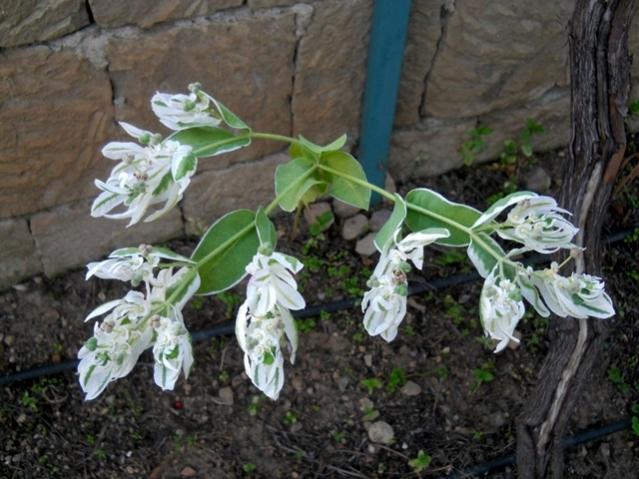 Name:  DSCN9408.jpg
Views: 1043
Size:  54.0 KB