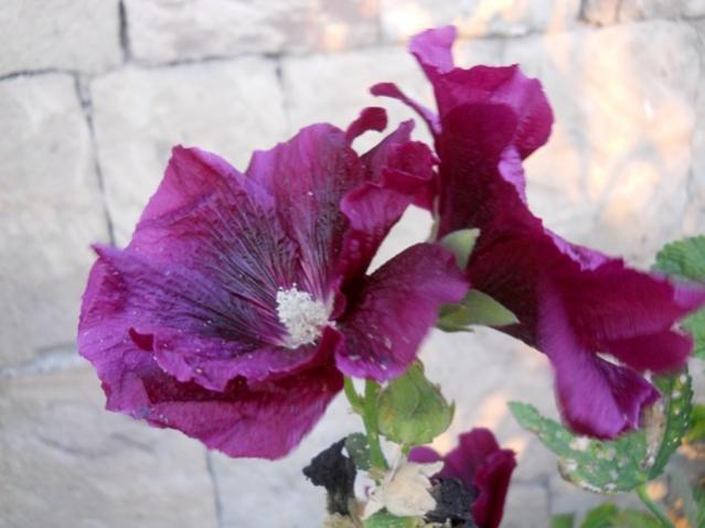 Name:  DSCN9542.jpg
Views: 1036
Size:  36.3 KB