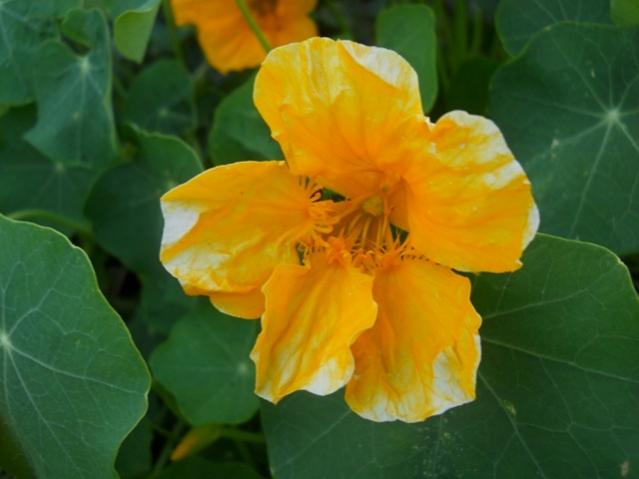 Name:  DSCN9297.jpg
Views: 1042
Size:  29.7 KB