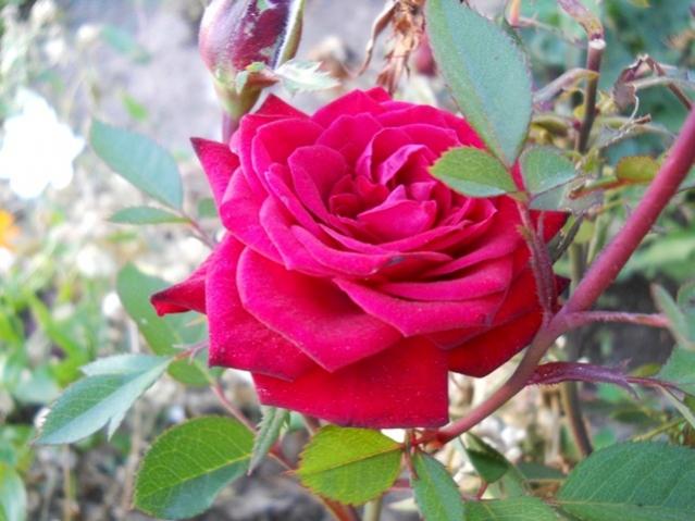 Name:  DSCN9547.jpg
Views: 1025
Size:  46.2 KB