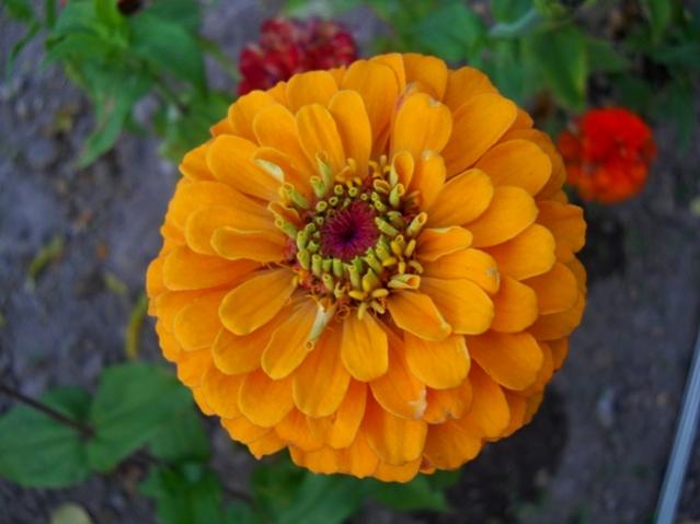 Name:  DSCN9581.jpg
Views: 1033
Size:  34.0 KB