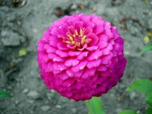 Name:  DSCN9582.jpg
Views: 1022
Size:  36.4 KB