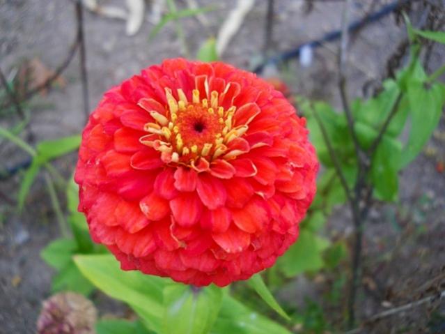 Name:  DSCN9407.jpg
Views: 1013
Size:  37.5 KB