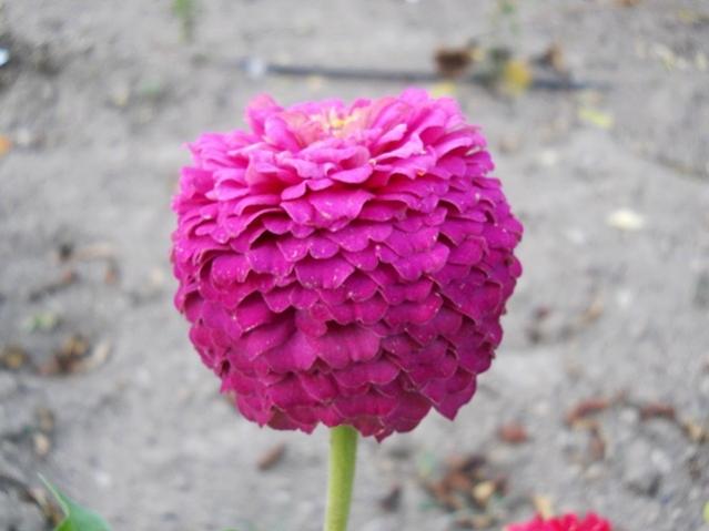 Name:  DSCN9583.jpg
Views: 1014
Size:  32.9 KB