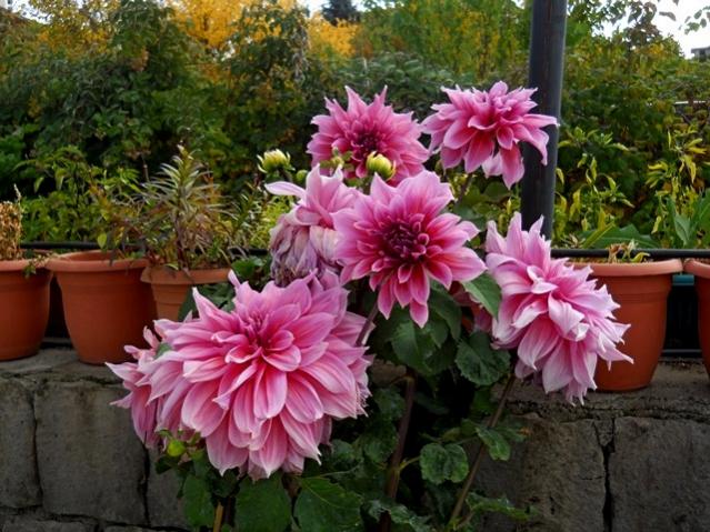 Name:  DSCN9597.jpg
Views: 989
Size:  65.0 KB