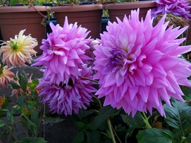 Name:  DSCN9596.jpg
Views: 990
Size:  53.3 KB