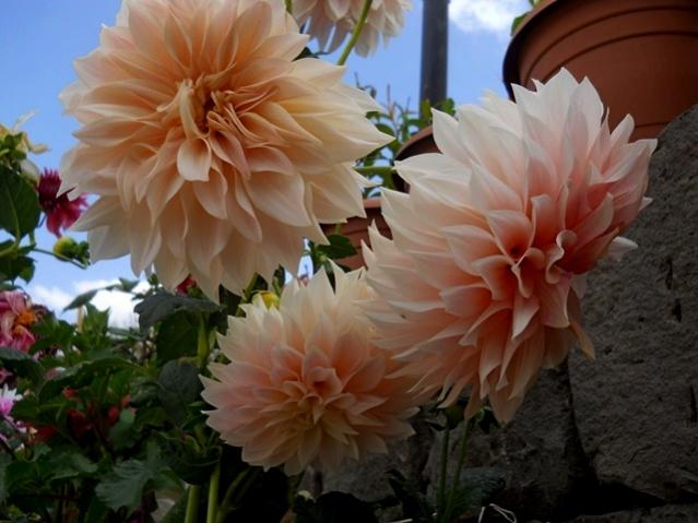 Name:  DSCN9635.jpg
Views: 917
Size:  43.1 KB