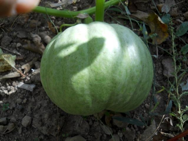 Name:  DSCN9665.jpg
Views: 719
Size:  41.2 KB