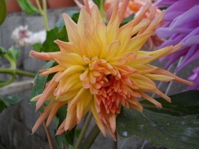 Name:  DSCN9608.jpg
Views: 728
Size:  37.0 KB