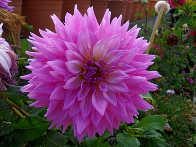 Name:  DSCN9595.jpg
Views: 725
Size:  48.2 KB