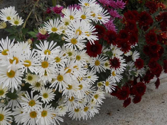 Name:  DSCN9914.jpg
Views: 621
Size:  68.1 KB