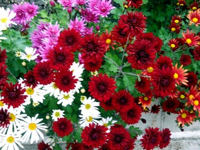 Name:  DSCN9906.jpg
Views: 634
Size:  69.8 KB
