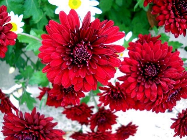 Name:  DSCN9909.jpg
Views: 557
Size:  55.4 KB