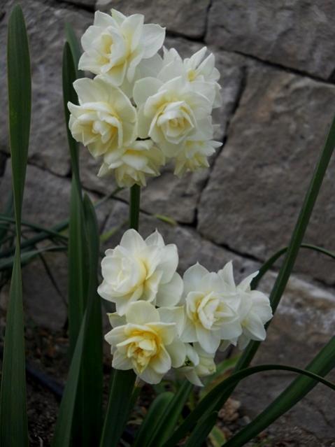 Name:  DSCN9924.jpg
Views: 597
Size:  35.4 KB