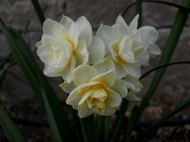 Name:  DSCN9923.JPG
Views: 540
Size:  65.0 KB