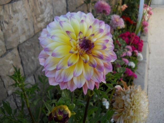 Name:  DSCN9045 24 temmuz 2016 nergis.jpg
Views: 1338
Size:  39.9 KB
