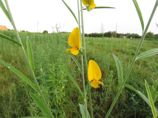 Name:  SunnHempFlower.jpg
Views: 552
Size:  51.2 KB
