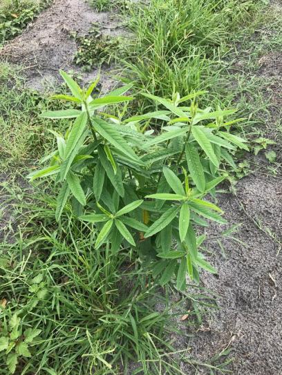 Name:  SunnHemp.jpg
Views: 489
Size:  77.9 KB