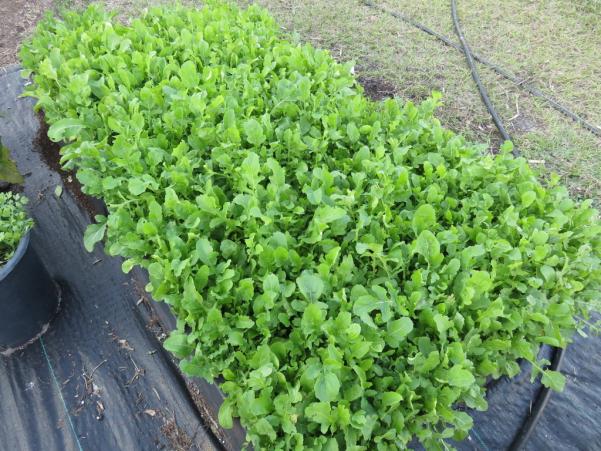 Name:  Arugula.jpg
Views: 771
Size:  71.8 KB
