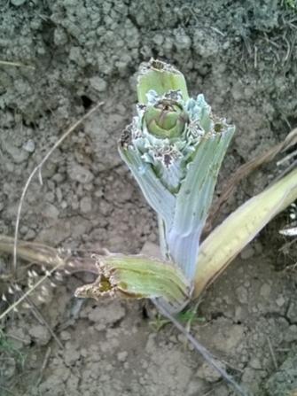 Name:  Yapraksz enginar.jpg
Views: 517
Size:  30.8 KB