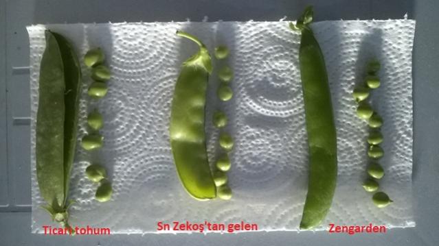 Name:  Bezelye eitleri.jpg
Views: 812
Size:  33.4 KB