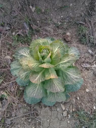 Name:  Kk bal hollanda lahanas1.jpg
Views: 350
Size:  41.6 KB