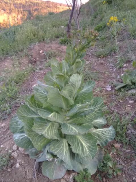 Name:  Kk bal hollanda lahanas2.jpg
Views: 401
Size:  53.7 KB