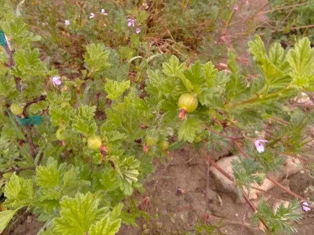 Name:  Bektailer 24 Mays 2019.jpg
Views: 610
Size:  56.4 KB