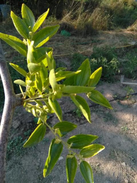 Name:  2019 hnnap iei..jpg
Views: 552
Size:  55.2 KB