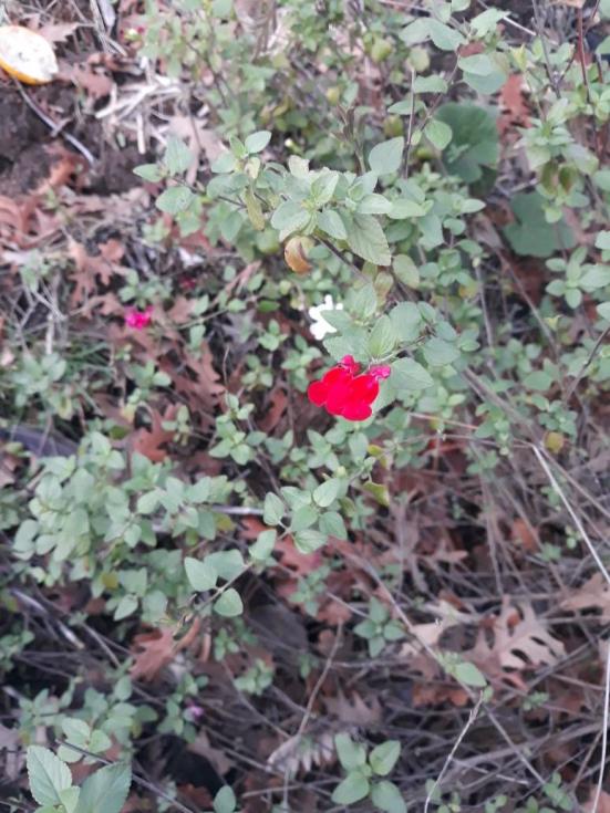 Name:  20241207_171239.jpg
Views: 64
Size:  76.7 KB