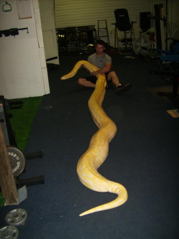 Name:  python.jpg
Views: 8836
Size:  42.0 KB
