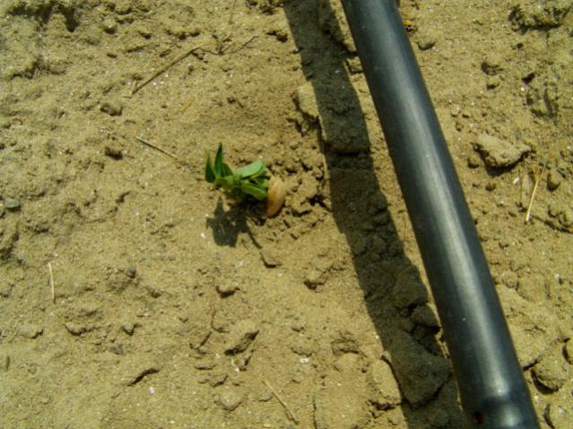 Name:  IMAG0006 [640x480] (3).jpg
Views: 26714
Size:  62.2 KB