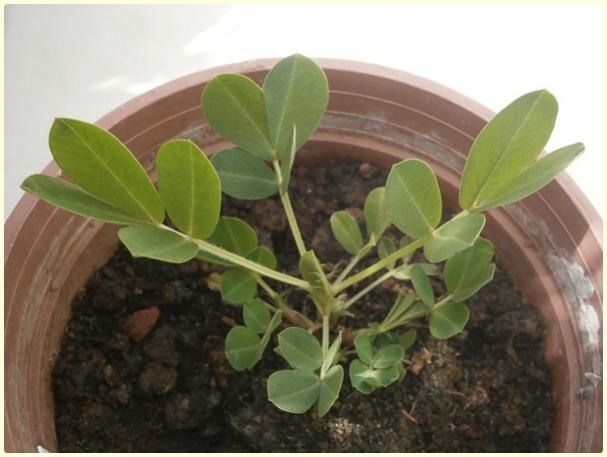 Name:  Adana Yer Fst ( (Arachis hypogaea).jpg
Views: 10314
Size:  34.9 KB