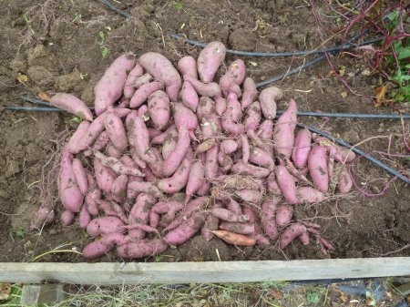 Name:  tatl patates2.jpg
Views: 1695
Size:  56.9 KB