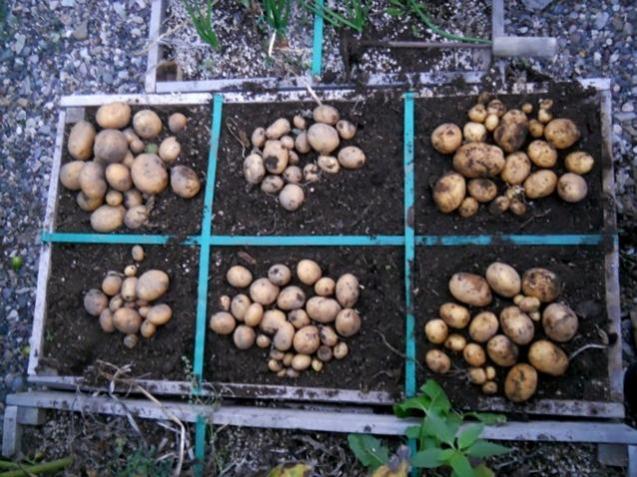 Name:  DSCN3507 22 ekim 2014 patates hasad.jpg
Views: 1296
Size:  66.4 KB