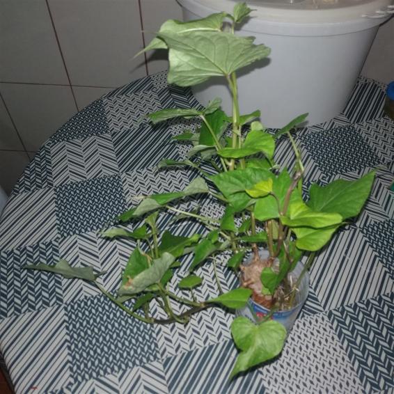 Name:  Tatl patates.jpg
Views: 539
Size:  73.7 KB