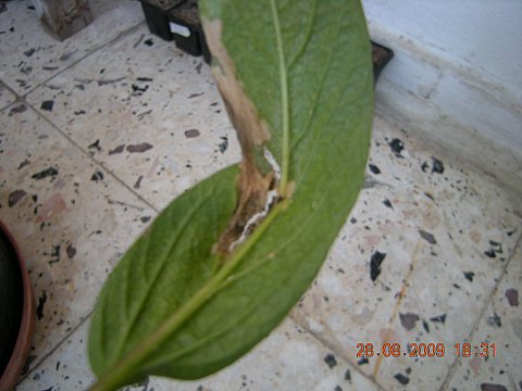 Name:  DSCN2156.jpg
Views: 787
Size:  34.4 KB