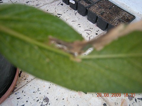 Name:  DSCN2158.jpg
Views: 729
Size:  34.9 KB