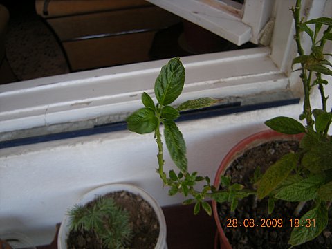 Name:  DSCN2159.jpg
Views: 740
Size:  33.6 KB