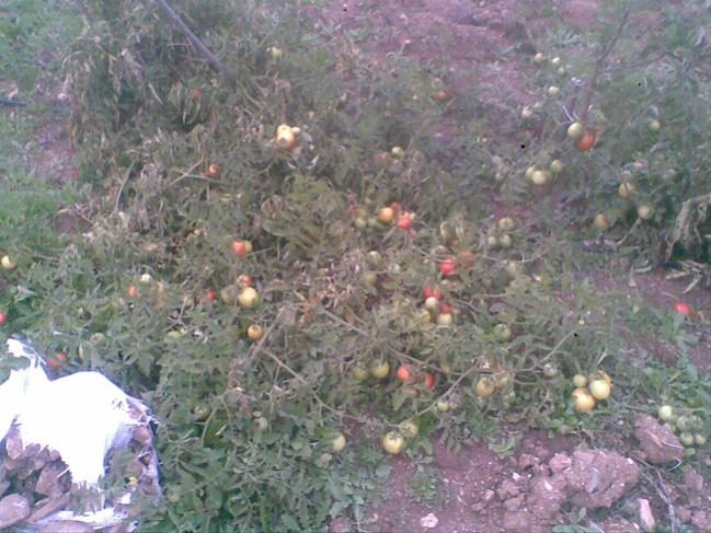 Name:  3.jpg
Views: 2509
Size:  62.6 KB