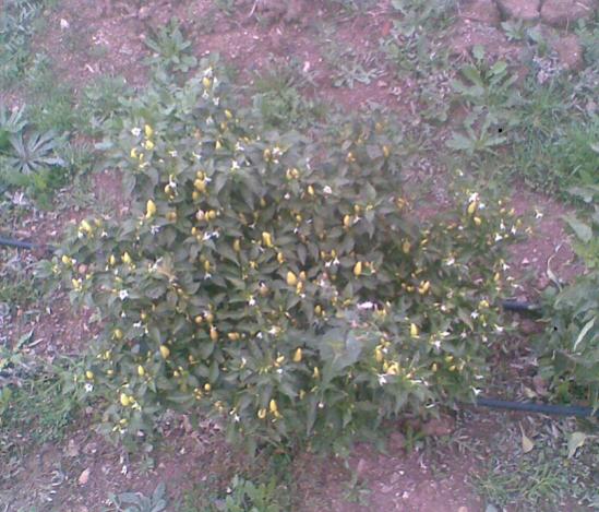 Name:  4.jpg
Views: 2507
Size:  56.4 KB