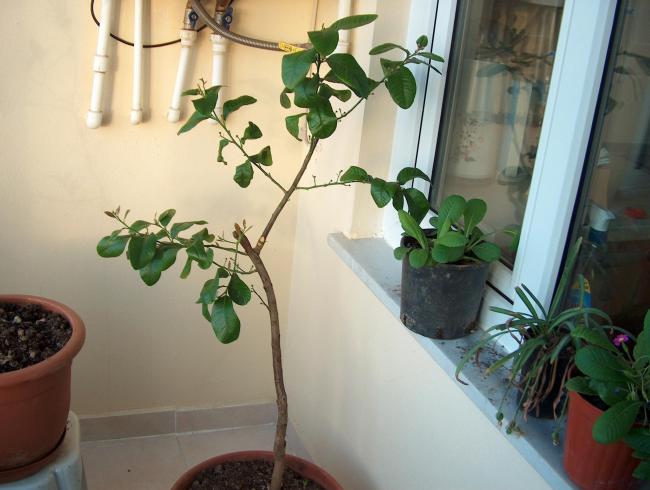 Name:  HPIM2728_1.jpg
Views: 1655
Size:  42.9 KB